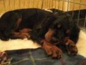 Nelly 10 Wochen alt